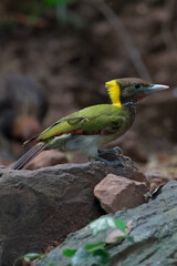 Greater Yellownape The crest is yellow to the nape of the neck. The body is grayish-green with yellowish-green back, yellow neck, white with black spots, red-brown wings with black transverse stripes.