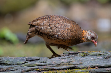 ferruginous partridge (Caloperdix oculeus) The body is orange. The wings are yellow. There are gray spots on the legs. There are two spikes on each side found in Kaeng Krachan forest.