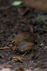 ferruginous partridge (Caloperdix oculeus) The body is orange. The wings are yellow. There are gray spots on the legs. There are two spikes on each side found in Kaeng Krachan forest.