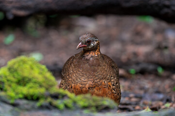 ferruginous partridge (Caloperdix oculeus) The body is orange. The wings are yellow. There are gray...