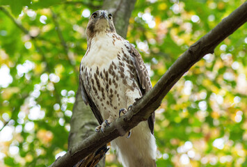 red tailed hawk
