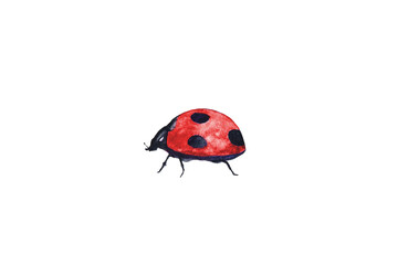 watercolor painting cartoon ladybug png.