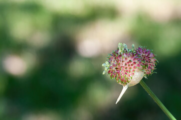 flower of a thistle
