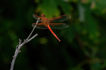 red dragonfly on a branch