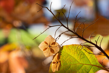 autumn leaves on the tree