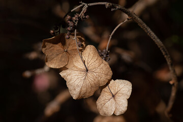 red autumn leaves