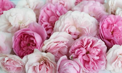 Solid background of pink roses. Close-up. Background for a greeting card.
