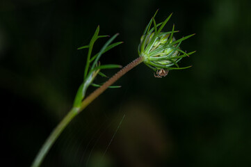 spider on a plant