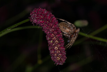 spider