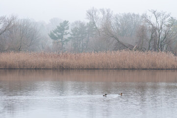 ducks on the lake