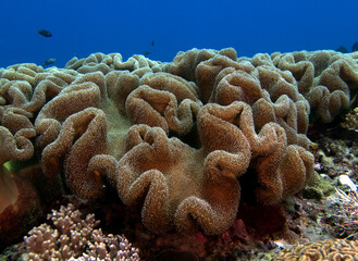 Naklejka premium A Mushroom soft coral on a shallow reef Boracay island Philippines