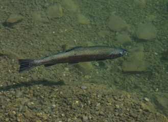 Selective focus and motion blur of Blausee trout fish swimming in clear Blausee Lake.