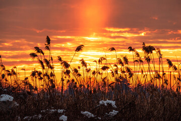 sunset in the grass