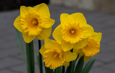 daffodils in spring