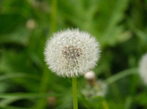 Selective focus picture with noise effect of dandelions flower at the field.