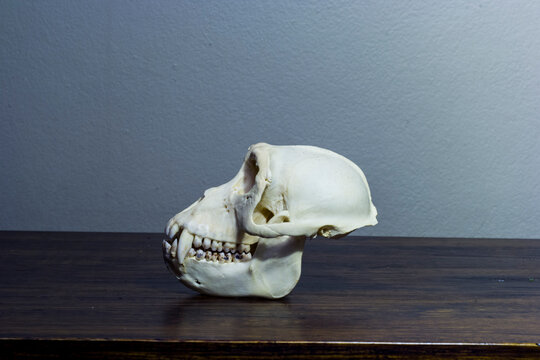 monkey skull