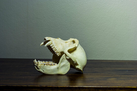 monkey skull