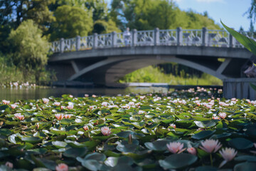 Obraz premium Pink water lilies in the pond