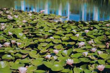 Pink water lilies in the pond