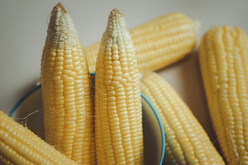 Set of fresh peeled sweet corn before cooking.