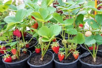 Strawberry seedlings are sold at the vegetable market. Seedlings for growing in the garden
