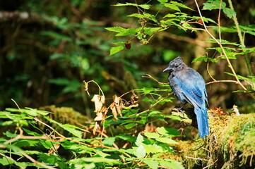 Beautiful blue jay sitting on a branch