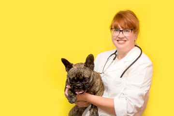pretty smiling female veterinarian with red hair holding a french bulldog in her arms on a yellow background with copy space