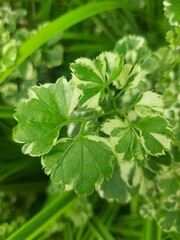 close up of mint