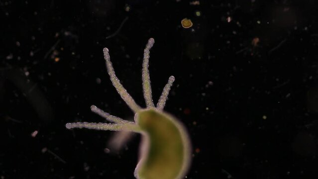 Hydra under the microscope, Hydra is a genus of small, fresh-water animals of the phylum Cnidaria and class Hydrozoa.