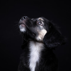 Puppy dog portrait on black background shot in studio