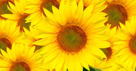 Obraz premium Yellow sunflower background with beautiful yellow sunflowers 