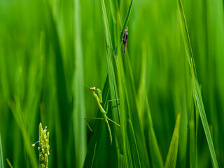 バッタを狙うカマキリ