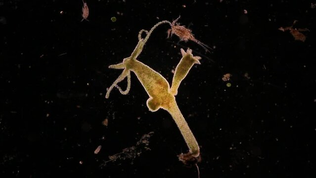 Hydra under the microscope, Hydra is a genus of small, fresh-water animals of the phylum Cnidaria and class Hydrozoa.