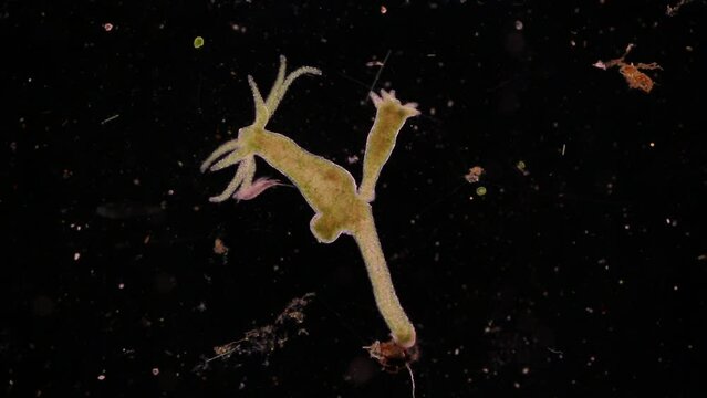 Hydra under the microscope, Hydra is a genus of small, fresh-water animals of the phylum Cnidaria and class Hydrozoa.