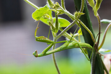 アサガオのつるにぶら下がり休むカマキリ