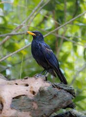 Beautiful close up of a blue whistling Thrush Bird standing on a rock on a Phuket Island Thailand