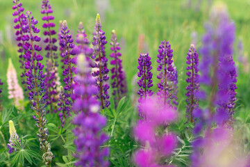 Flowers of wild plants Lupinus in a field among greenery. Front view.