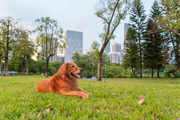 The golden retriever lies on the grass in the park