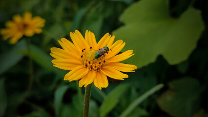 Small green insect on a yellow flower.