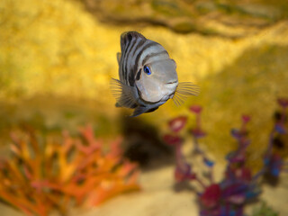 aquarium close up