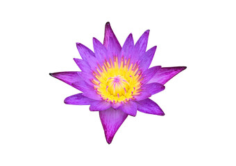Isolated waterlily or lotus flowers with clipping paths.