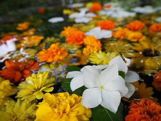 水に浮かべられた花