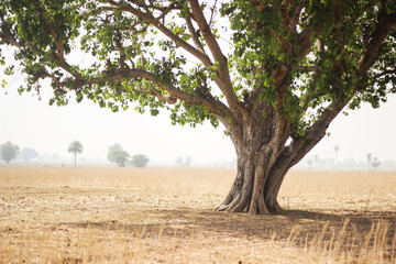 Fototapeta premium Peepal tree India. Ficus religiosa or sacred fig Haryana, India