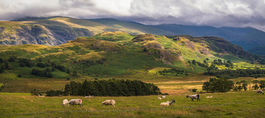 Panoramic view of mountain range in English Lake District; sheep grazing in valley