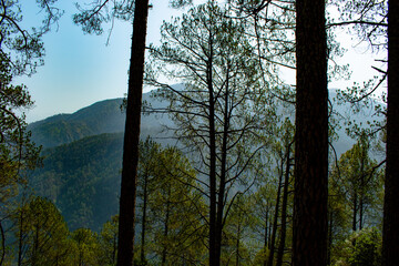 sunset in the forest