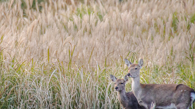 Pampas Grass Of Deer