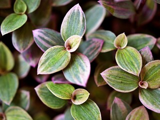 Creeping Basket plant ,Creeping inchplant ,Callisia repens ,Commelinaceae ,turtle vine ,Hapalanthus repens ,Tradescantia callisia ,Spironema robbinsii ,Commelina hexandra mandonii 