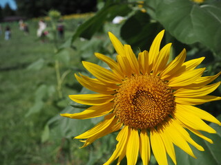 元気な向日葵の花のクローズアップ