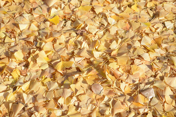 イチョウの落葉　葉模様