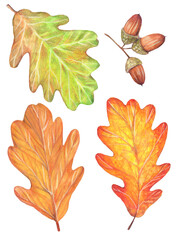 Colorful autumn oak leaves. Isolated image on a white background. Used yellow, green, red, burgundy colors. Drawing in gouache and watercolor.